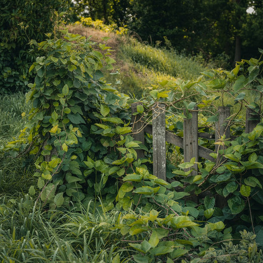 On Ingredient Selection: Kudzu